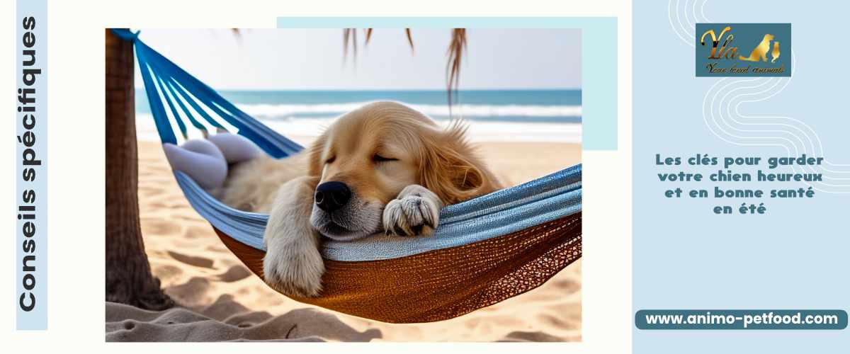 Conseils spécifiques - Les clés pour garder votre chien heureux et en bonne santé en été